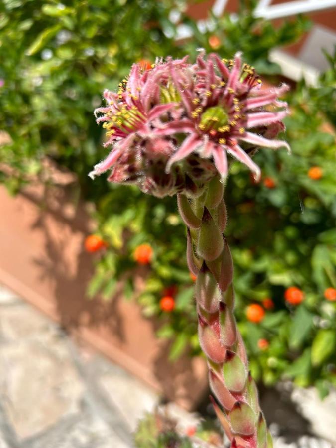 Casapatrizia B&B Sirmione Buitenkant foto